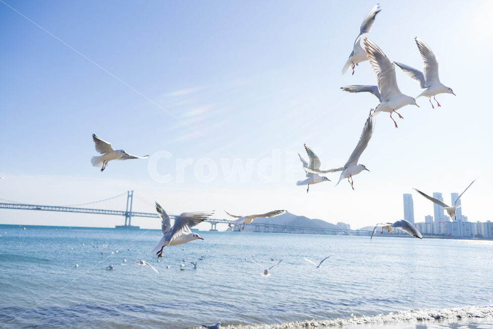 갈매기,새,광안리,조류,무리,동물,animal,조류,새,birds