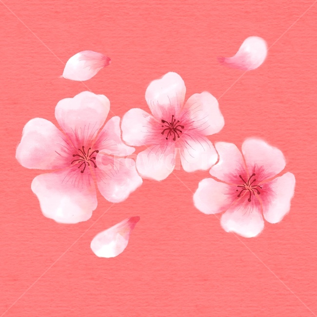 plant,식물,blossom,flower,꽃,벚꽃,봄,핑크,cherryblossom,pink,spring,봄,계절,spring,season,그래픽,일러스트레이션,graphic,illustration