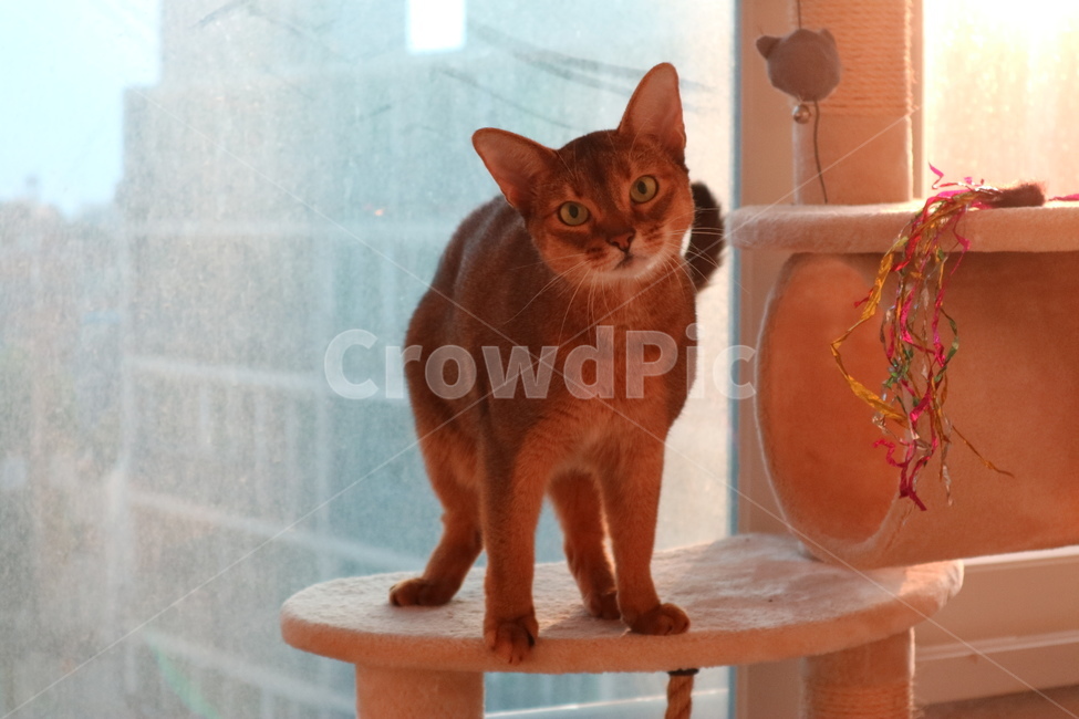 동물,고양이,감성,애완동물,반려동물,동물,animal,포유류,mammal,고양이,cat,kitten,kitty