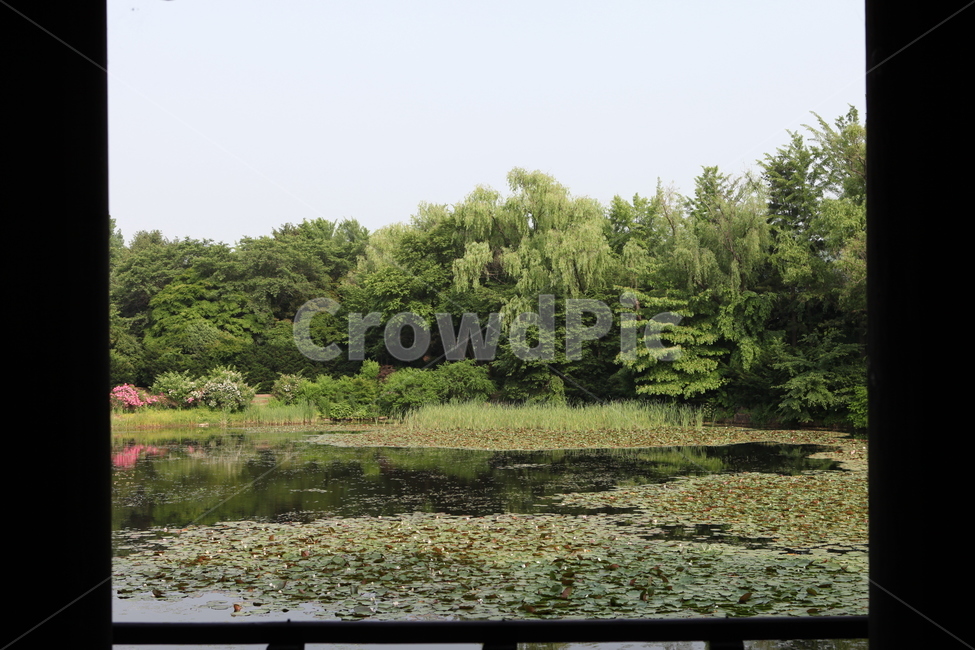 정자,연못,연꽃,나무,풍경,자연,풍경,nature,landscape,한국자연풍경,한국자연경관,korea nature landscape,outdoors,옥외,land,땅,water,물
