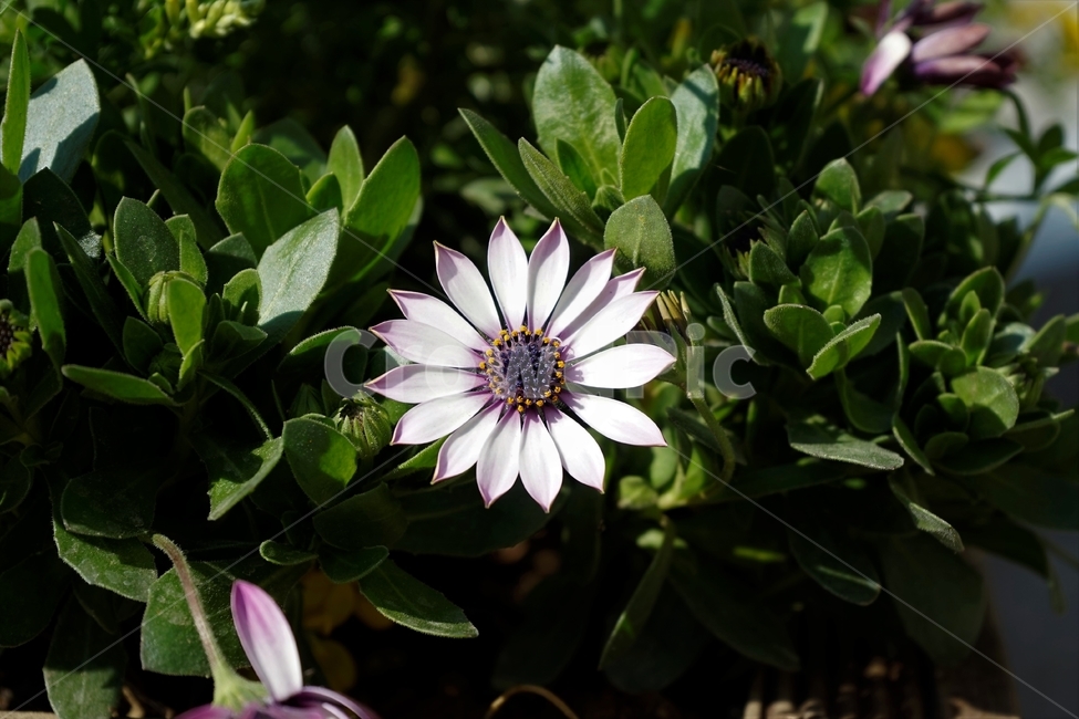 봄,정원,가드닝,원예,원예식물,화려,식물,꽃,garden,scent,healingbloom,colorful,floral,flower,gardenflowers,happymind,life,nature,plant,spring,healing,오스테오스펄멈,자연,아프리카원산,아프리칸데이지,Osteospermum,디모르포테카,데모루,오스테오스퍼멈