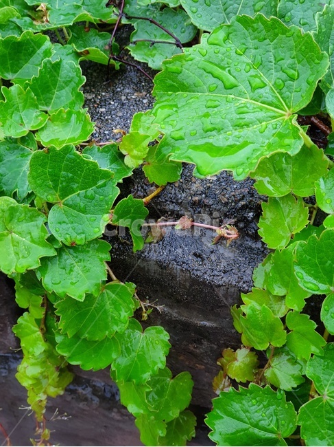 풀,잎사귀,물방울,비,식물,바위,rain,초록,green,waterdrop,leaf,plant,비오는날