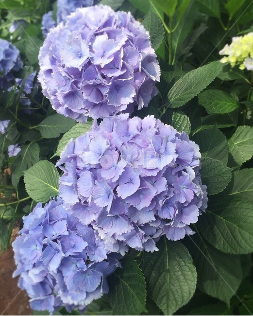 식물,plant,꽃,수국,blossom,flower,식물,자연,plants,nature,꽃,flower