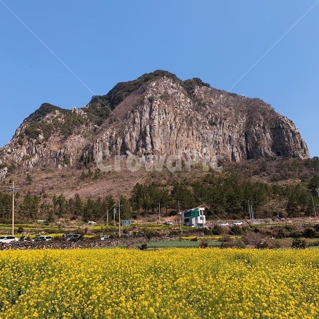 제주도,jeju,산방산,유채꽃,서귀포,풍경