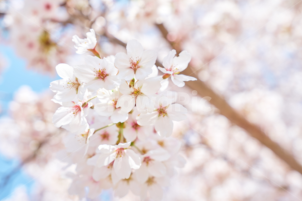 봄,벚꽃,flower,blossom,spring,skyblue,하늘,청량,포근,맑음,체리블라썸,pink,봄꽃,계절,feeling,자연,야외,색감,나무,cherryblossom,벚나무,감성사진,느낌,필링,분위기,배경,바탕