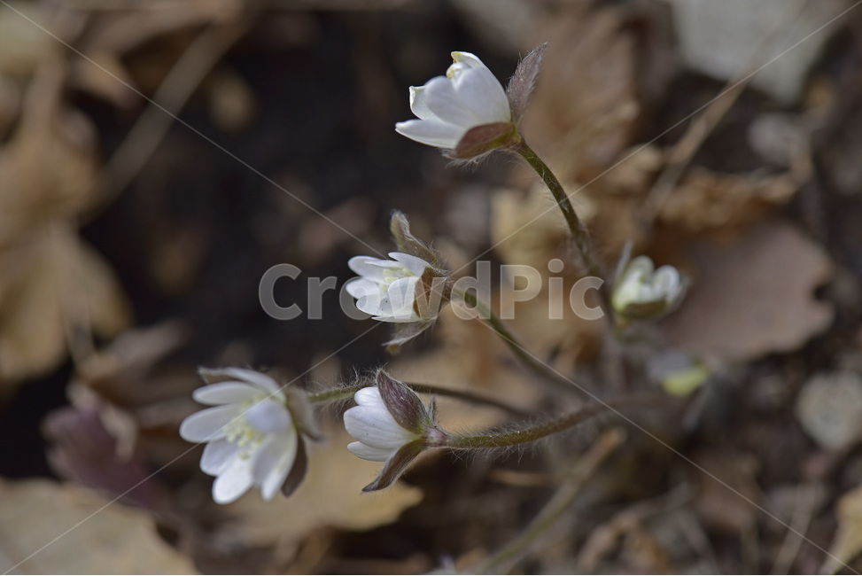 노루귀,야생화,이른봄,파설초,설할초,자주색,흰색,분홍색,식물,자연,plants,nature,꽃,flower