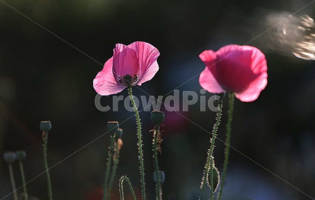 양귀비,이른아침,자연,꽃,닭살,식물,자연,plants,nature,꽃,flower