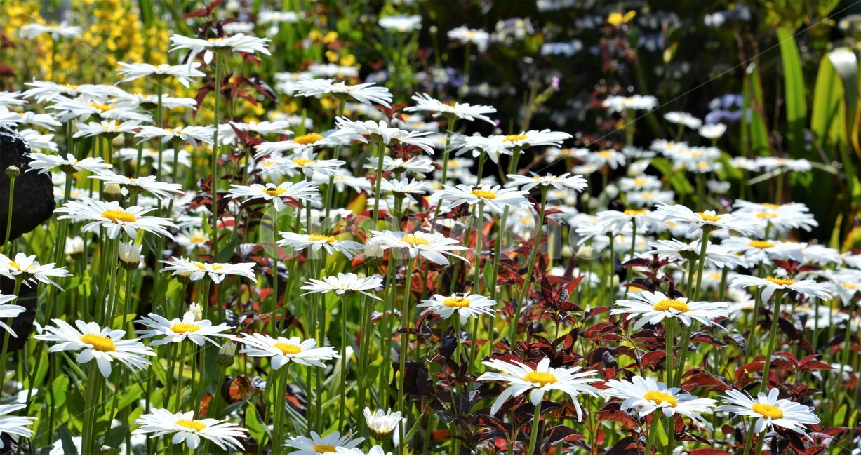 꽃,식물,자연,정원,흰꽃,식물,자연,plants,nature,꽃,flower