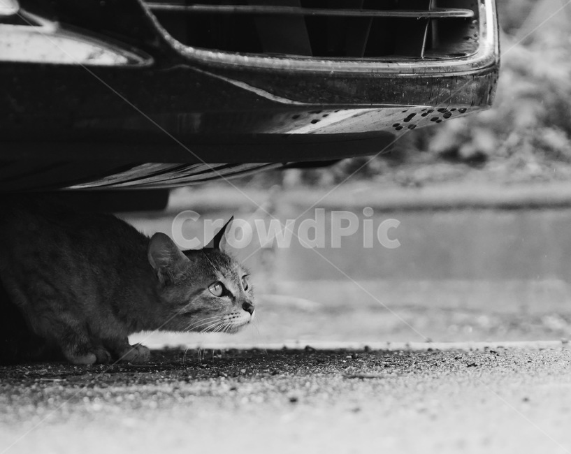 고양이,길고양이,길냥이,cat,streetcat,동물,animal,포유류,mammal,고양이,cat,kitten,kitty,흑백,모노톤,monochrome,black and white