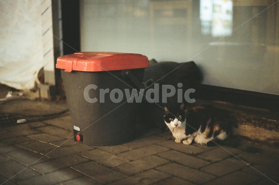 고양이,길고양이,낭만고양이,straycat,삼색고양이,삼색냥,동물,animal,포유류,mammal,고양이,cat,kitten,kitty
