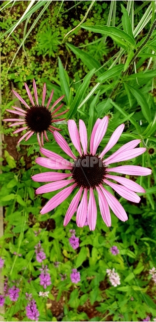 꽃,식물,식물원,봄꽃,보라꽃,식물,자연,plants,nature,꽃,flower