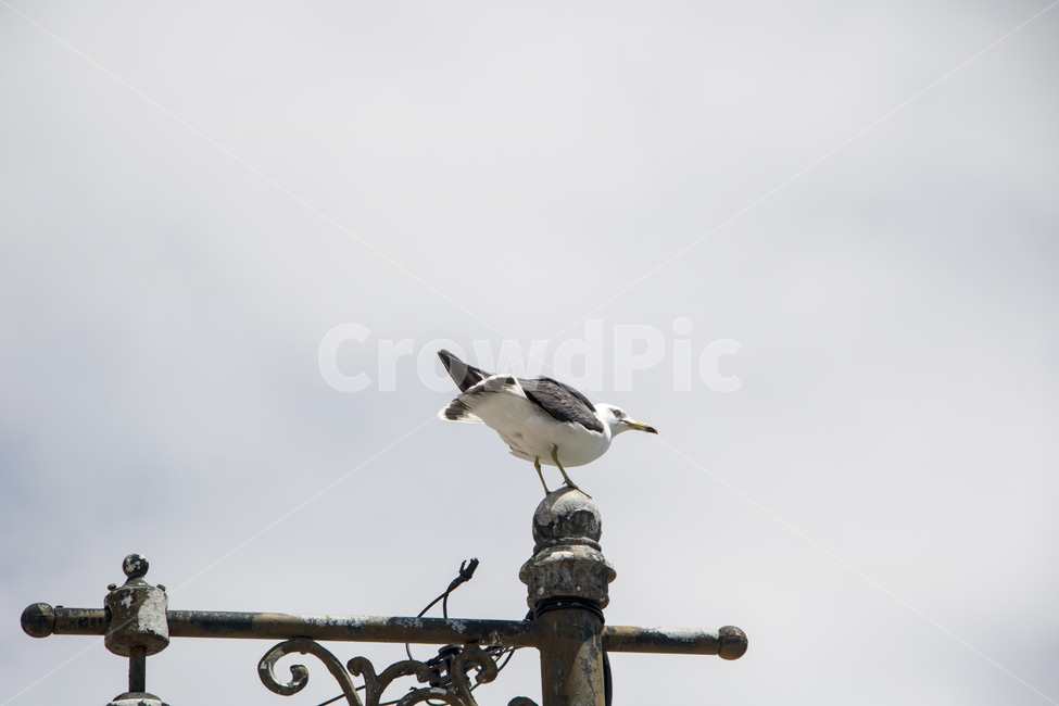 갈매기,새,동물,배경,하늘,구름,푸른하늘,맑은하늘,날개,동물,animal,조류,새,birds