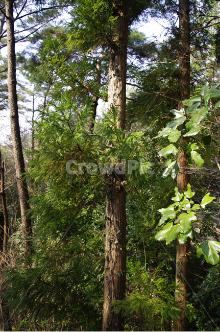 나무,숲,자연,식물,plant,nature,tree,잎