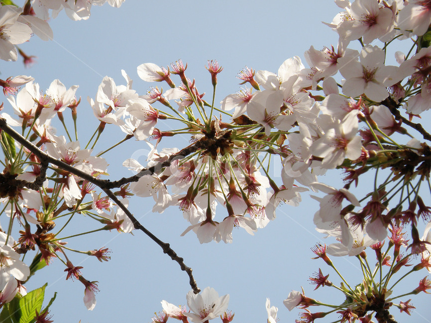 벚꽃,나무,개화,꽃,봄,식물,자연,plants,nature,꽃,flower