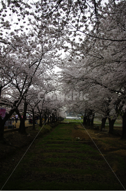 벚꽃,나무,꽃,봄,식물,flower,plant,봄,계절,spring,season,blossom