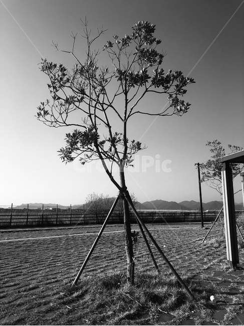 나무,nature,outdoors,옥외,feeling,흑백사진,흑백,tree,나뭇가지,공원,하늘,sky,흑백,모노톤,monochrome,black and white