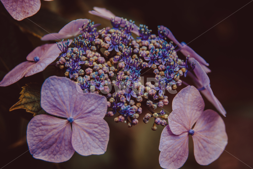 수국,꽃,자연,식물,여름,색감,식물,자연,plants,nature,꽃,flower,색깔,색상,색채,색감,color sense,color sensitivity,feeling of color