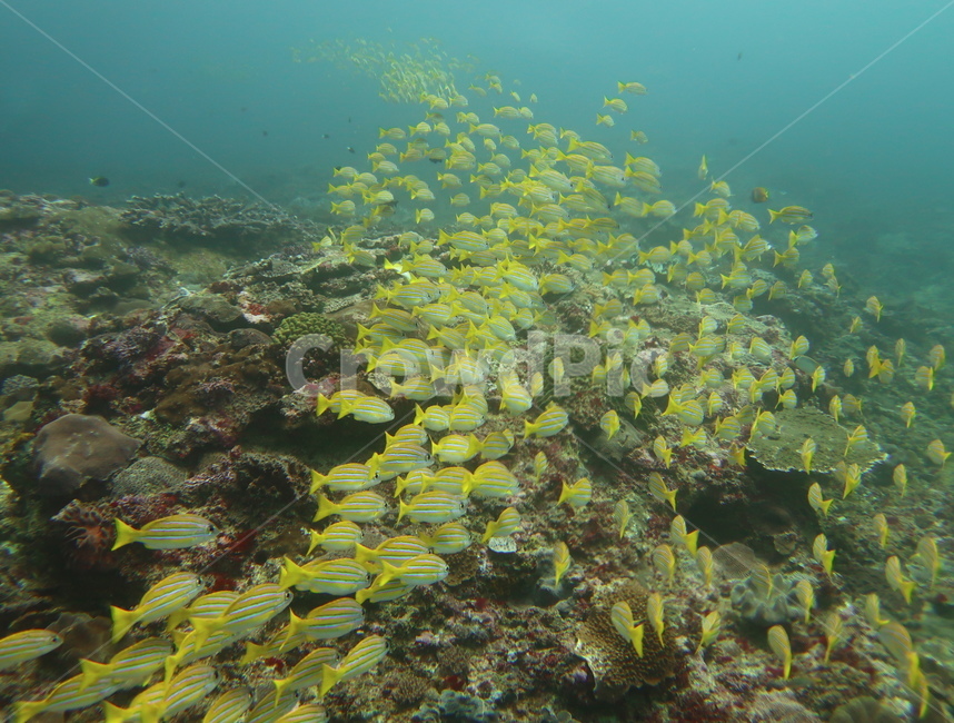 바다,수중생물,물고기,산호,옐로우스내퍼,underwater,fishsea,coral,동물,animal,어류,물고기,fish