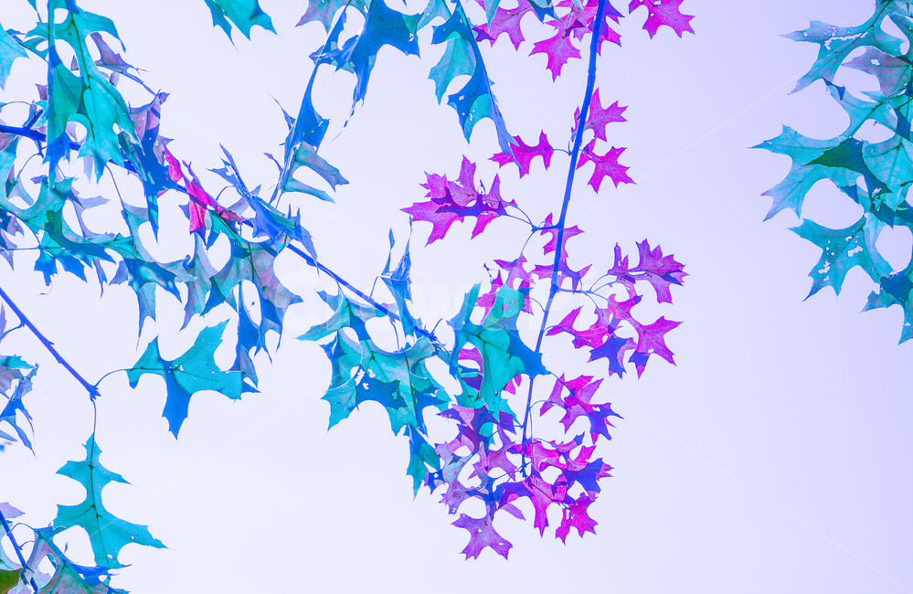 가을,단풍,잎,잎새,자연,식물,식물,자연,plants,nature