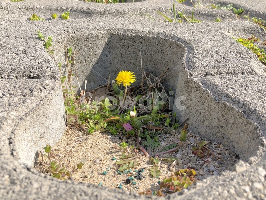 생명,민들레,봄,꽃,피어나다,아스팔트,식물,자연,plants,nature,꽃,flower