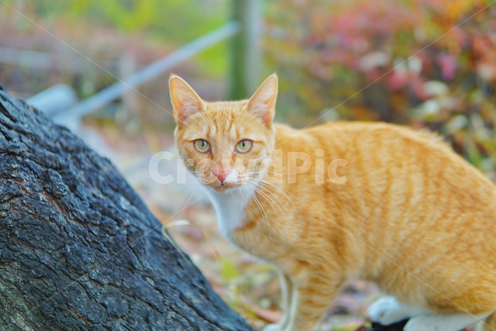 공원,길고양이,고양이,동물,가을,산책,동물,animal,포유류,mammal,고양이,cat,kitten,kitty