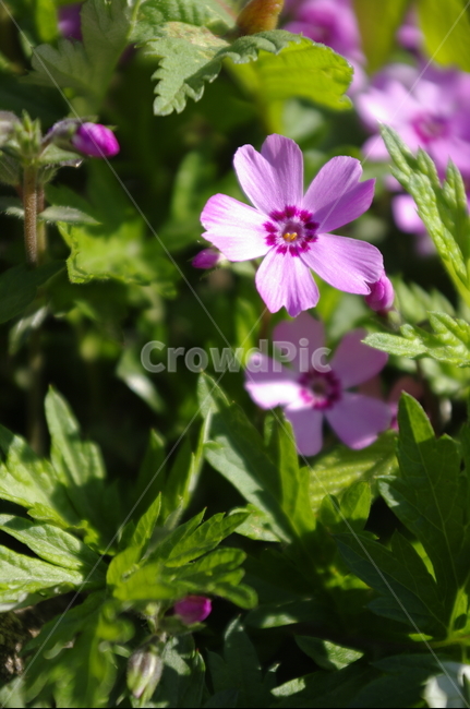 꽃,flower,꽃잔디,계절,봄,spring,식물,plant,자연,nature,식물,자연,plants,nature,꽃,flower