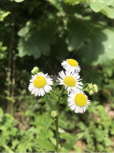 꽃,야생화,자연,flower,nature