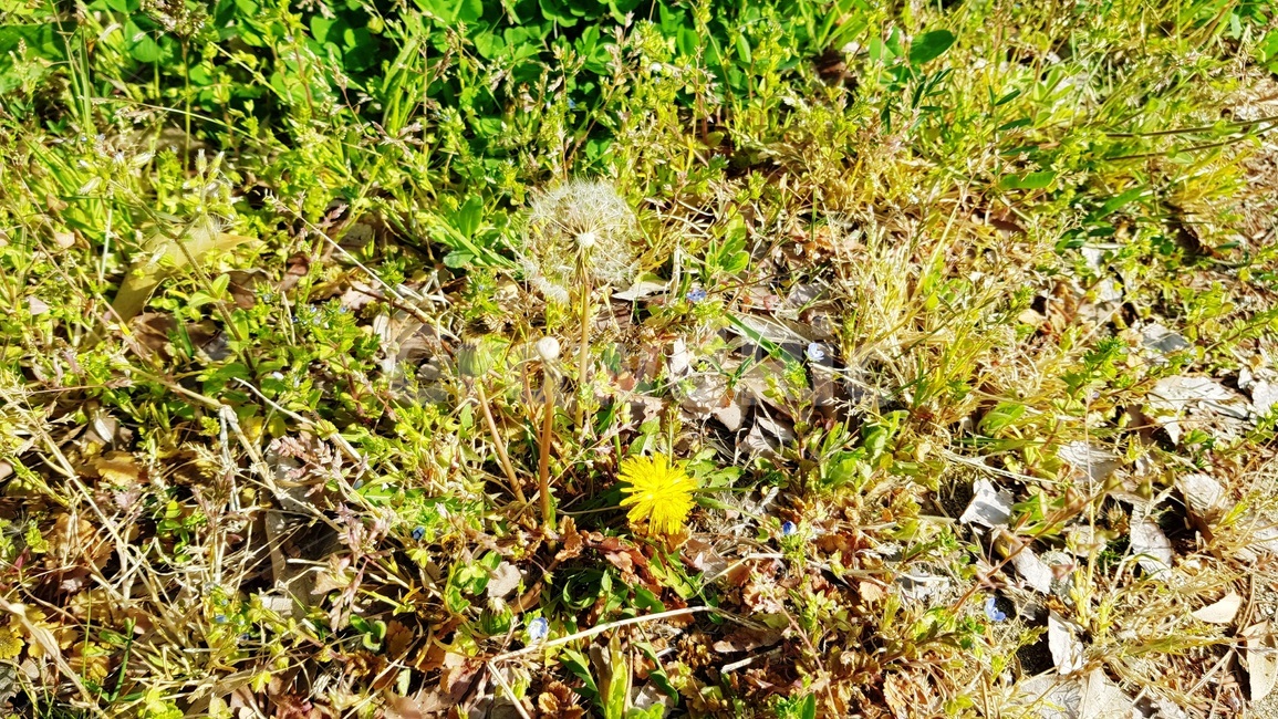 잡초,풀꽃,풀,길가,꽃,식물,자연,plants,nature,꽃,flower