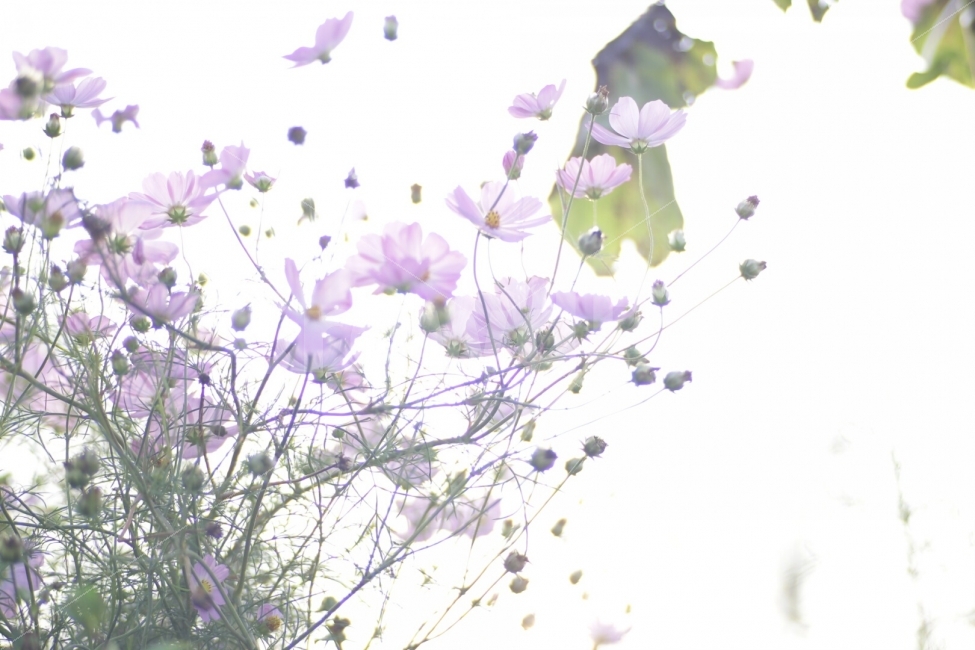 코스모스,꽃,풍경,flowers,가을,가을,계절,fall,autumn,season,식물,자연,plants,nature,꽃,flower,spring,봄,blossom,petal,꽃잎,plant