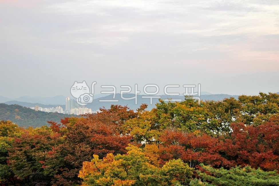 서울,성북구,개운산,개운산공원,북한산,자연,옥외,나무,식물,단풍,nature,outdoors,tree,plant,maple