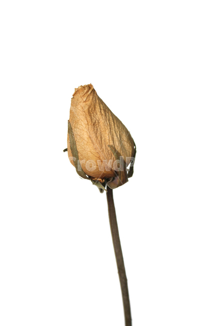 꽃,장미,로즈,장미꽃,플라워,드라이,드라이플라워,말린,말려놓은,마른,노란색,노랑,옐로우,말린장미,식물,자연,flower,dry,dried,dryflower,yellow,green,rose,줄기,dryrose,plant,nature,꽃봉우리,봉우리,흰배경,꽃,flower,누끼,remove background