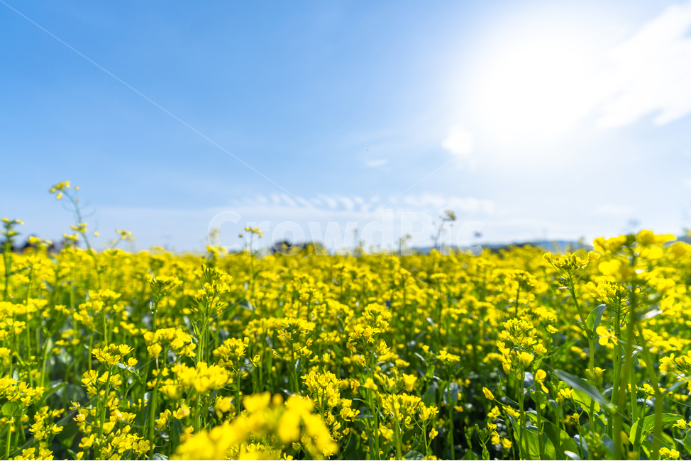 유채꽃,파란,하늘,꽃,자연,나무,구름,sky,tree,cloud,rapeflower,flower,자연,풍경,nature,landscape,식물,plants,꽃,flower,field,들,outdoors,옥외,grassland,목초지