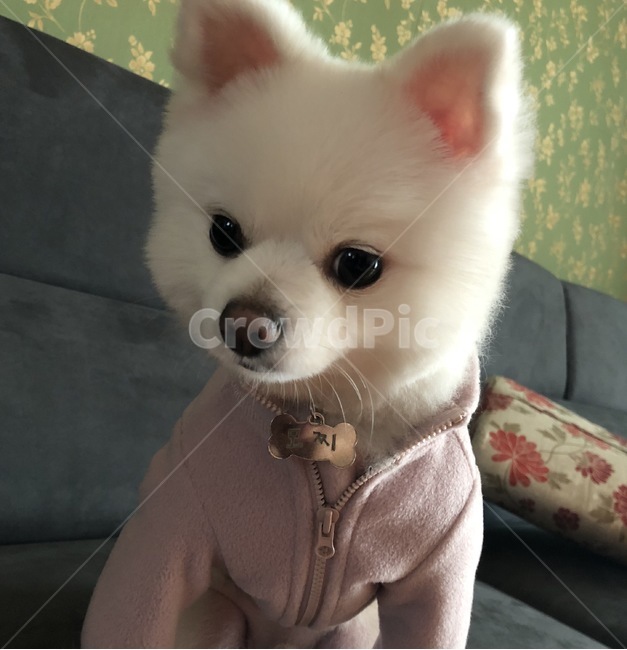 강아지,반려견,애완견,모찌,스피츠,포메라니안,폼피츠,후리스,애완동물,멍멍이,댕댕이,강아지후리스,동물,animal,포유류,mammal,개,강아지,dog,doggy