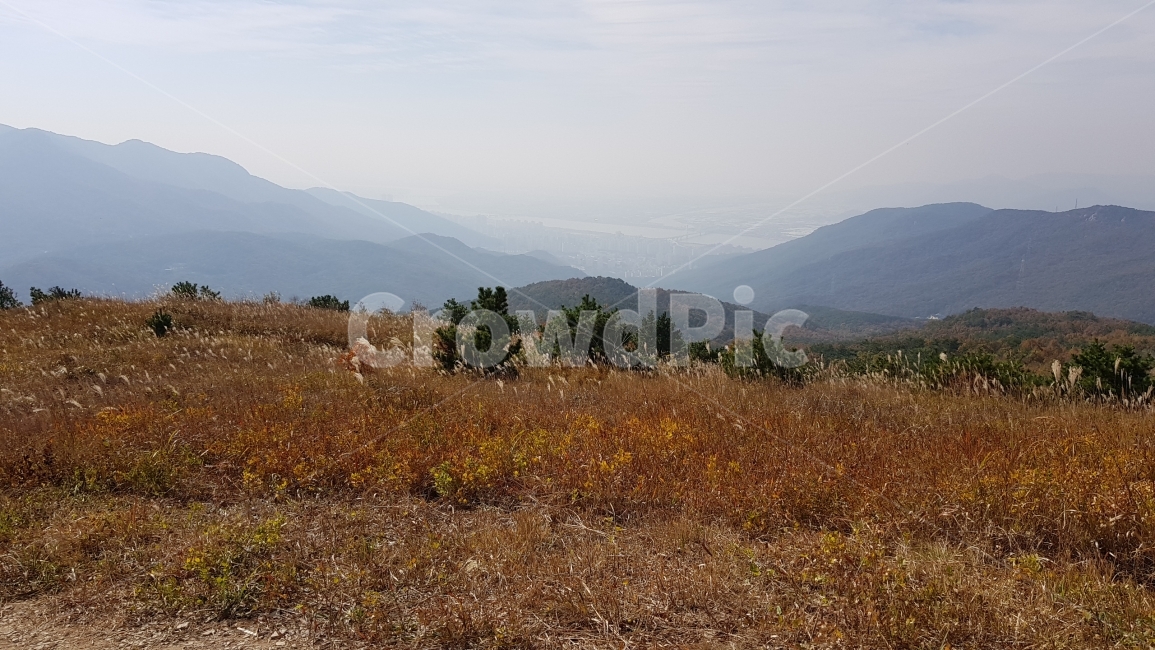 갈대,억새,산,들판,가을,갈색,reed,mountain,fall,가을,계절,fall,autumn,season,자연,풍경,nature,landscape,outdoors,옥외,grassland,목초지,field,들