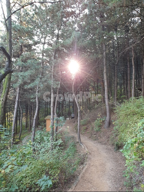 단풍나무,나무,단풍,오솔길,자연,plant,식물,나무줄기,햇빛,나뭇잎,light,플레어,path,trail