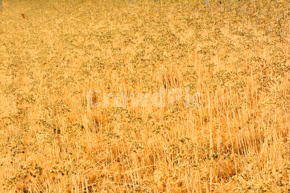 텍스쳐,패턴,노랑색,씨앗,가을이미지,식물,background,texture,추상,배경,백그라운드,바탕화면,빈티지,분위기,abstraction,vintage,표면,질감,세월,식물,자연,plants,nature
