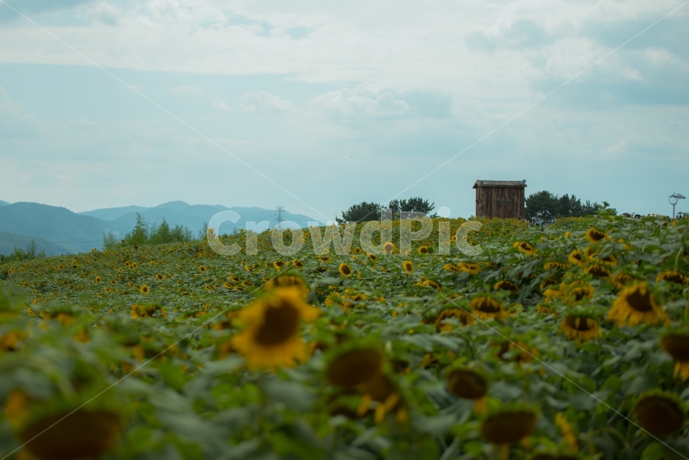해바라기,꽃,sunflower,flower,함안해바라기축제,자연,풍경,nature,landscape,식물,plants,꽃,flower,plant,blossom