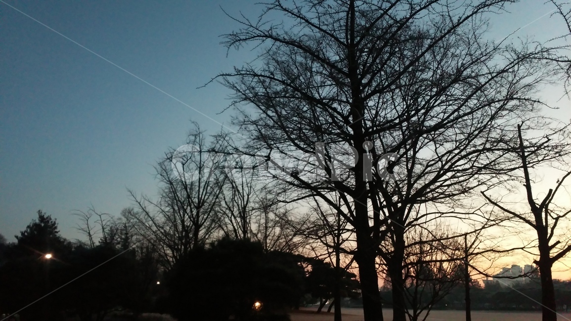 tree,plant,nature,outdoors,나무,식물,자연,옥외,새벽하늘,자연,풍경,nature,landscape