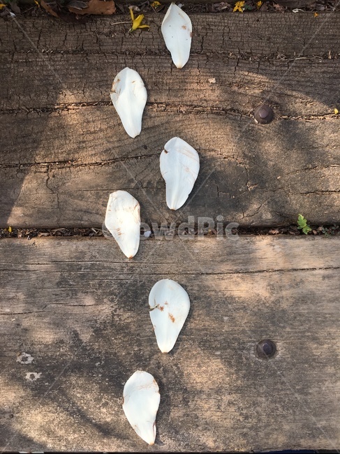 목련,목련꽃길,꽃길,발자국,발자욱,꽃발자국,꽃발자욱,백목련
