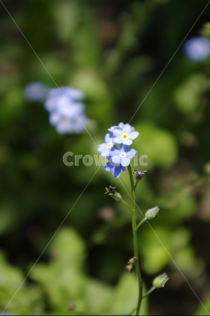 꽃,flower,식물,plant,계절,봄,spring,식물,자연,plants,nature,꽃,flower