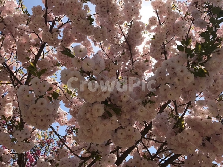 겹벚꽃,벚꽃축제,꽃,봄,햇살,봄,계절,spring,season,plant,식물,flower,blossom,cherry blossom,벚꽃