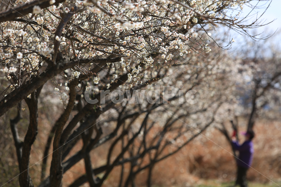 봄,꽃,매화,길,공원,spring,flower,봄,계절,spring,season,식물,자연,plants,nature,꽃,flower,plant