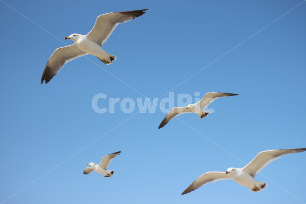 갈매기,비행,seagull,하늘,갈매기때,sky,푸른,맑은