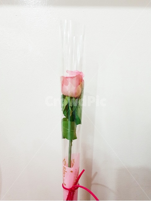 꽃,선물,장미,핑크색,핑크장미,식물,flower,데이트,이벤트,꽃,flower