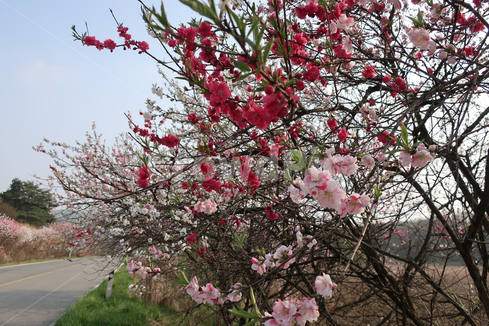 꽃,삼색나무,봄,봄꽃나무,벚꽃나무,길거리나무