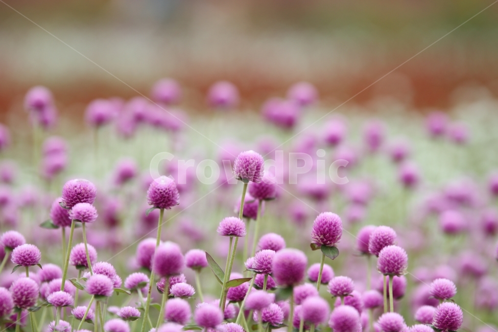 꽃,식물,천일홍,자연,감성사진,식물,자연,plants,nature,꽃,flower