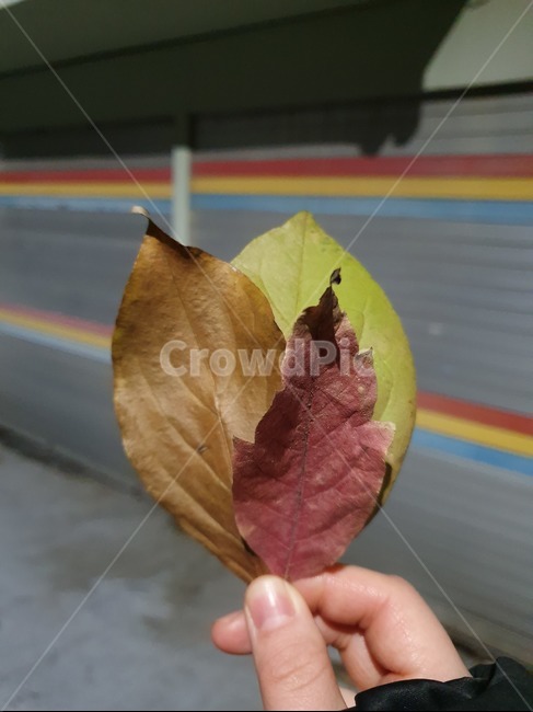 낙옆,가을,나뭇잎,단풍,색조합