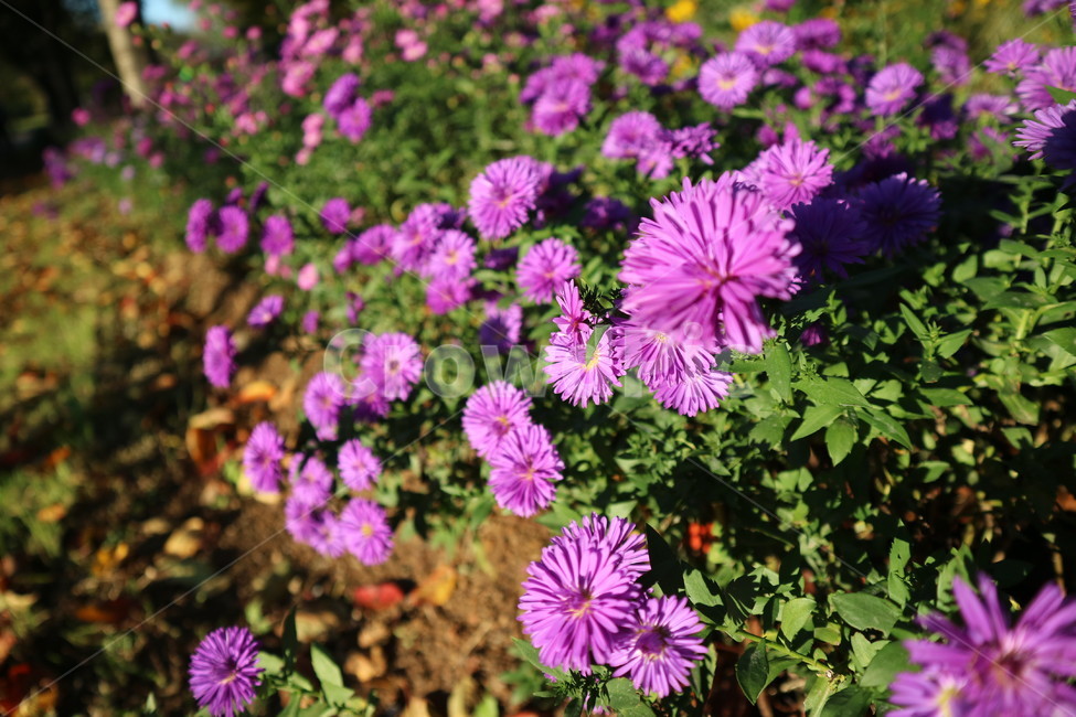 flowers,fall,purple,flower garden,autumn,flower