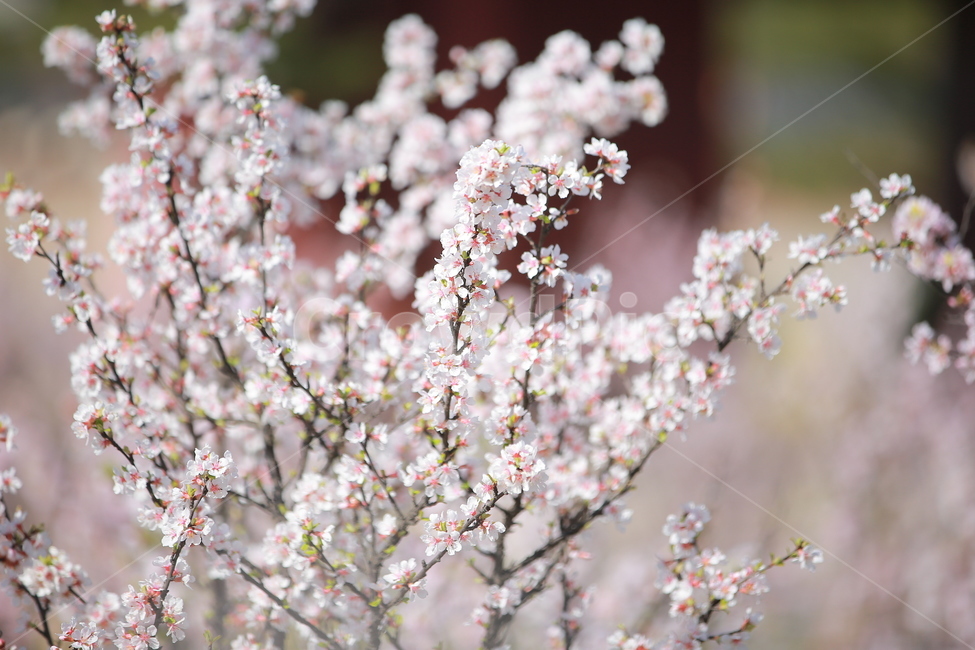 벚꽃,꽃,새싹,봄,벚꽃놀이,하늘,분홍색,분홍색꽃,캐논,5dmark3,봄,계절,spring,season,식물,자연,plants,nature,꽃,flower,plant,blossom