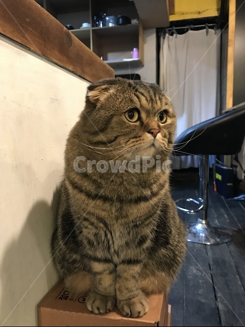 스코티쉬폴드,반려묘,고양이,애완고양이,애완묘,애완동물,스코티쉬,카페,고양이무늬,동물,animal,포유류,mammal,고양이,cat,kitten,kitty